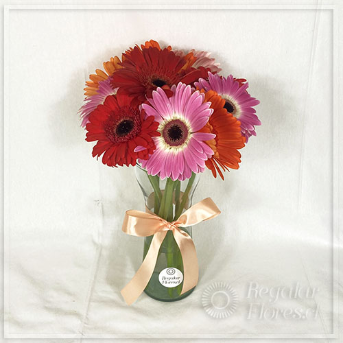 FLORERO 10 GERBERAS