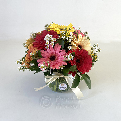 Pecera 10 gerberas