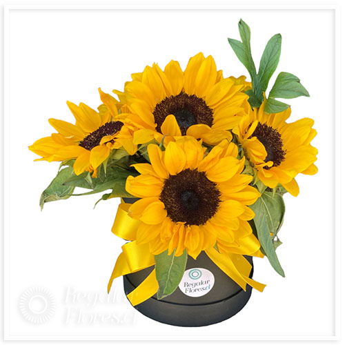 Caja cilindro 6 Girasoles | Regalar Flores, Envio de flores, desayunos y regalos a domicilio